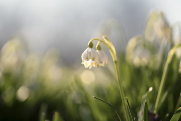 Galanthus nivalis, the snowdrop or common snowdrop