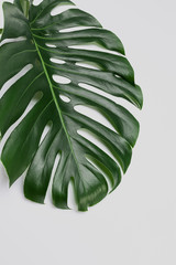 Big green leaf of Monstera plant on white background © fotofabrika
