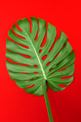 Fashion background with Monstera leaf