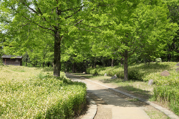 Fototapeta na wymiar 新緑の散策路　散歩道　ジョキングロード