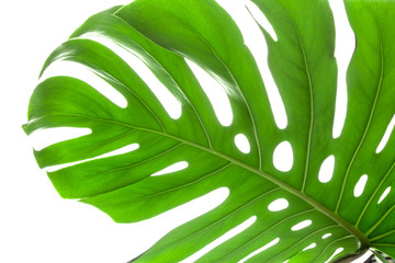 Big green leaf of Monstera plant on white background