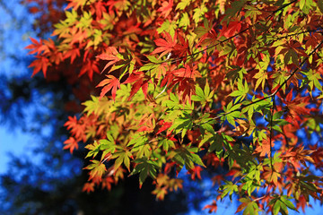 View of autumn leaves