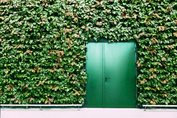 Green doors and green plant wall. Mock-up picture