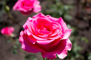 Beautiful pink rose flower blossom in the garden
