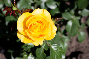 Beautiful yellow rose flower blossom in the garden