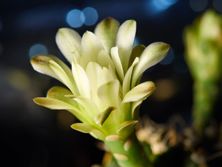 Cactus. Echinopsis calochlora