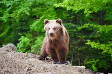 Cute little brown bear cub on the edge of the forest