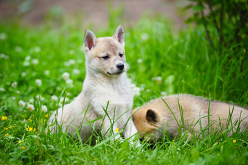 Naklejka na ściany i meble Two lovely charming puppies of Laika breed is sitting on green grass