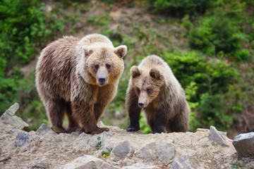 Two young brown bears in the summer forest