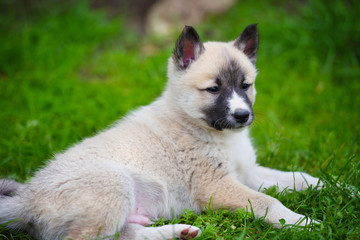 Portrait of cute Siberian Laika lying down on the grass