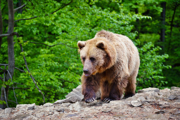 Naklejka na ściany i meble European brown bear in a forest landscape at summer. Big brown bear in forest.