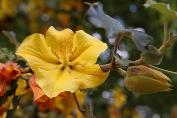 Fototapeta premium Yellow flower