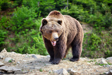 Fototapeta premium European brown bear in a forest landscape at summer. Big brown bear in forest.