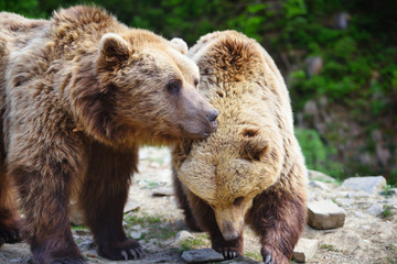 Obraz premium Two young brown bears in the summer forest