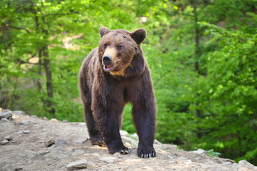 Obraz premium European brown bear in a forest landscape at summer. Big brown bear in forest.