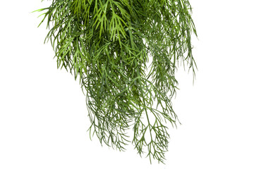 fennel isolated on white background