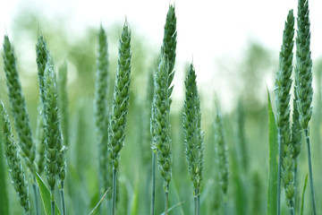Wheat grows in the field. Green ear. Maturation of plants.