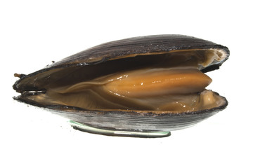 shell isolated on white background