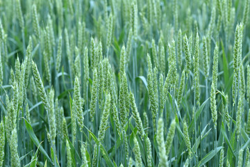 Fototapeta na wymiar Wheat grows in the field. Green ear.
