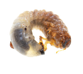 beetle larva on white background