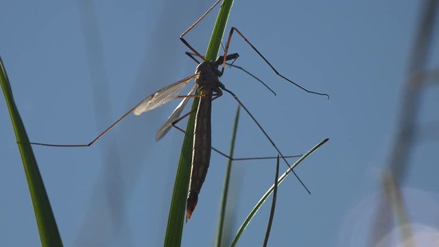 Insect close-up. Mosquito Crane Fly Tipula Luna male sitting on green Leaf. Crane fly is common name referring to any member of insect family Tipulidae, true flies in superfamily Tipuloidea