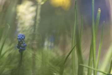Muscari (Muscari neglectum, grape hyacinth)