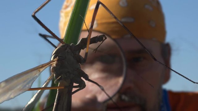 Mature man traveler on nature in morning with magnifying glass in his hand at insects. Close-up Crane Fly Tipula Luna , Mosquito