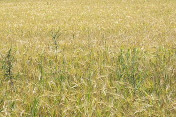 Golden wheat field background