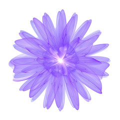 purple 3d flower isolated on white background