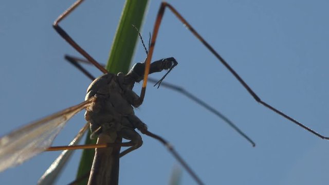 Insect close-up. Mosquito Crane Fly Tipula Luna male sitting on green Leaf. Crane fly is common name referring to any member of insect family Tipulidae, true flies in superfamily Tipuloidea