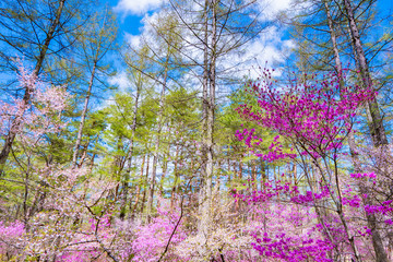 創造の森の春風景