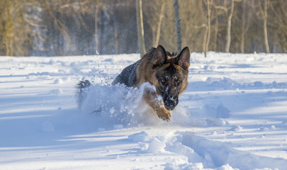 German Shepherd plays in the snow