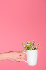 partial view of person holding cup with beautiful chamomiles isolated on pink