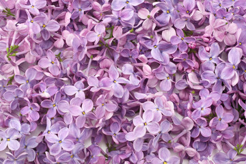 lilac flower background. lilac texture. top view