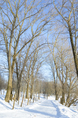 Fototapeta na wymiar Sunny day in the winter park