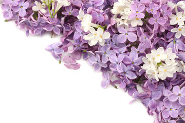Fototapeta na wymiar lilac flower isolated on white background. top view