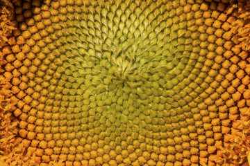 Closeup of the disk of a sunflower in Connecticut.