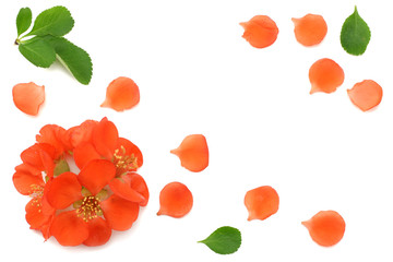 quince blossom isolated on white background. red flowers. top view with copy space