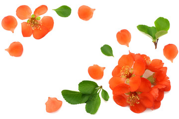 quince blossom isolated on white background. red flowers. top view with copy space