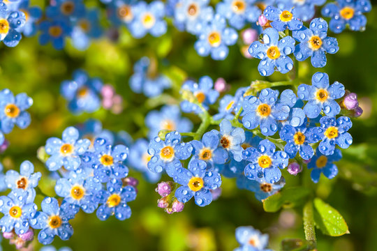 Fototapeta blue flowers forget-me-nots
