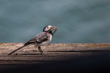 Une bergeronette qui recupere des brindilles pour la construction de son nid 