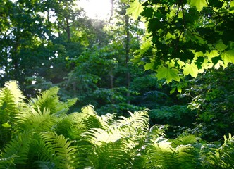 Green leaves on the green background with ferns, maple and various trees lighted by sunlight
