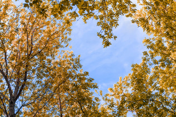 Spring landscape. A branch of a tree. Sky in the form of a heart.