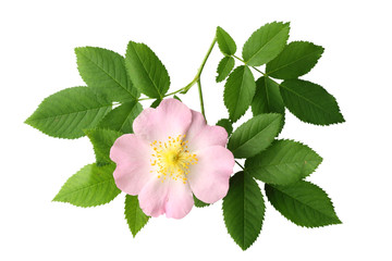 Dogrose flower with green leaf isolated on white background - obrazy, fototapety, plakaty