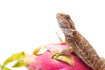 funny lizard on a pitaya, dragon fruit