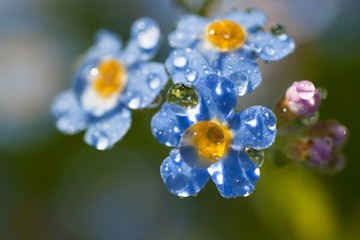 blue flowers forget-me-nots