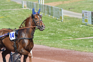 cheval de course