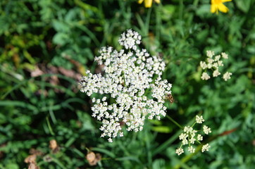 Mount Rainier Nationalpark, Washington