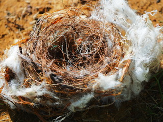 鳥の巣