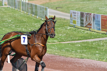 cheval de course